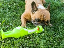 Emotions of a fawn French bulldog playing with a new toy on a green lawn. photo