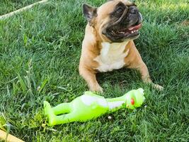 Emotions of a fawn French bulldog playing with a new toy on a green lawn. photo