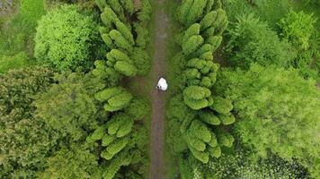 Aerial view Young people on their wedding day dance in a fabulous Park with beautiful trees. The couple dancing in a Park with cedars. The view from the drone video