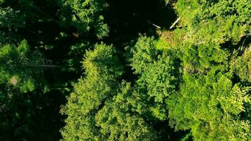 aéreo topo Visão árvore tops fechar-se. denso floresta e animais selvagens Visão a partir de acima. verde árvores do misturado floresta. video