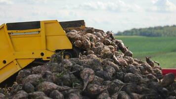 Harvesting Machine Unloading Beets, Close-up of a harvester unloading freshly picked sugar beets. video