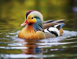 AI generated Closeup of mandarin duck swimming in lake. generative AI. photo