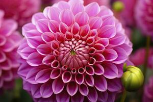 AI generated Dahlia flower background.  AI Generated. photo