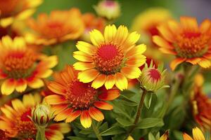 ai generado gaillardia o cobija flor. brillante y vistoso sombras de calentar tonos ai generado foto