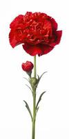 AI generated Red Carnation isolated on white background. AI Generated photo