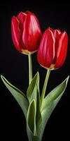 AI generated Red tulips isolated on black background. AI Generated photo