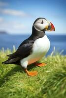 AI generated Puffin bird on a green grass patch. AI Generated photo