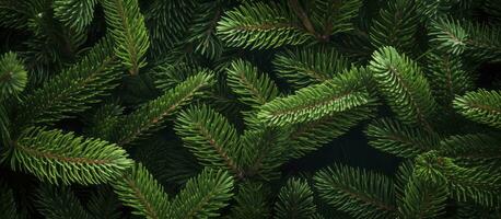 AI generated Christmas tree branches on a natural background. AI Generated photo