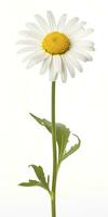 AI generated Common daisy isolated on white background. AI Generated photo