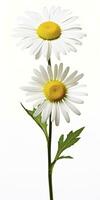 AI generated Common daisy isolated on white background. AI Generated photo