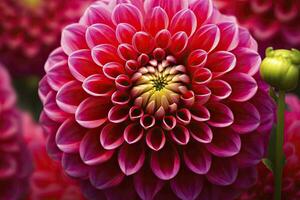 AI generated Dahlia flower background.  AI Generated. photo