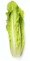 AI generated Lettuce isolated on white background. AI Generated photo