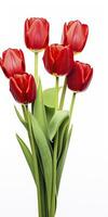 AI generated Red tulips isolated on white background. AI Generated photo