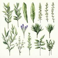 AI generated Collection of watercolor herbs clipart on white background. AI Generated photo