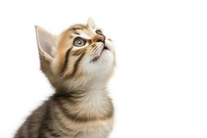 AI generated Playful funny kitten looking up isolated on a white background. AI Generated photo