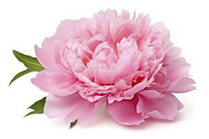 AI generated Peony isolated on white background. AI Generated photo