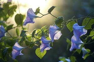 AI generated Morning Glory vine unfurling its delicate petals in the morning light. AI Generated photo