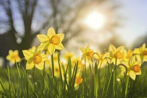 AI generated Daffodils in spring backlit by sun. AI Generated photo