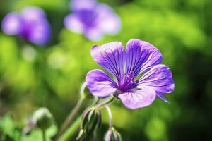 AI generated Geranium wilfordii flower. AI Generated photo