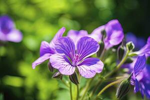 AI generated Geranium wilfordii flower. AI Generated photo