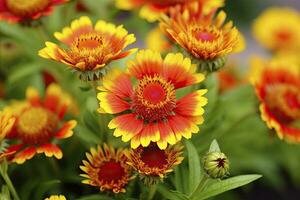 ai generado gaillardia o cobija flor. brillante y vistoso sombras de calentar tonos ai generado foto