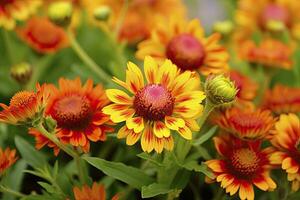 ai generado gaillardia o cobija flor. brillante y vistoso sombras de calentar tonos ai generado foto