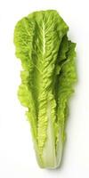 AI generated Lettuce isolated on white background. AI Generated photo