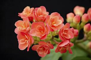 ai generado kalanchoe Blossfeldiana. ai generado foto