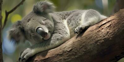 AI generated Koala asleep in tree. AI Generated photo