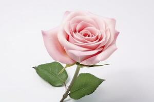 AI generated Pink rose isolated on white background. AI Generated photo