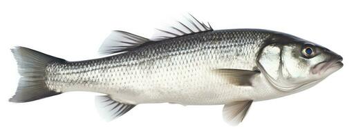 AI generated One fresh sea bass fish isolated on white background. AI Generated. photo