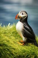 AI generated Puffin bird on a green grass patch. AI Generated photo