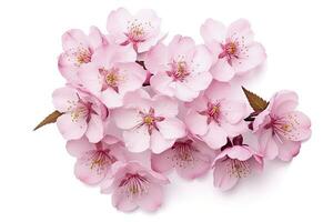 AI generated Sakura flowers isolated on white background. AI Generated photo