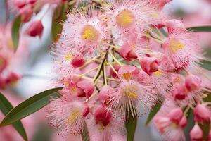 AI generated Beautiful Gum tree pink flowers and buds. AI Generated photo