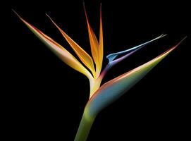 AI generated Bird of paradise flower isolated on black background. AI Generated photo