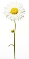 AI generated Common daisy isolated on white background. AI Generated photo