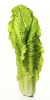 AI generated Lettuce isolated on white background. AI Generated photo