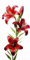 AI generated Red Lilies isolated on white background. AI Generated photo