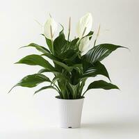 AI generated Peace Lily on a plain white background. AI Generated photo