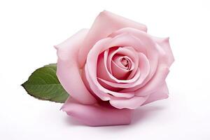 AI generated Pink rose isolated on white background. AI Generated photo