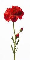 AI generated Red Carnation isolated on white background. AI Generated photo