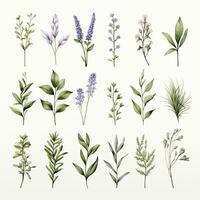 AI generated Collection of watercolor herbs clipart on white background. AI Generated photo