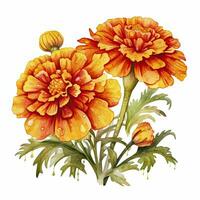 AI generated Watercolor autumn marigold flowers with raindrops on white background. AI Generated photo