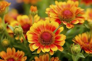 ai generado gaillardia o cobija flor. brillante y vistoso sombras de calentar tonos ai generado foto