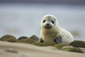 AI generated Harbor seal cub. AI Generated photo