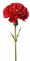 AI generated Red Carnation isolated on white background. AI Generated photo