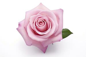 AI generated Pink rose isolated on white background. AI Generated photo