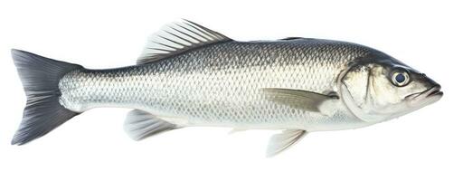 AI generated One fresh sea bass fish isolated on white background. AI Generated. photo