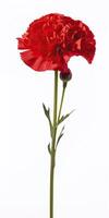 AI generated Red Carnation isolated on white background. AI Generated photo