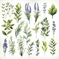 AI generated Collection of watercolor herbs clipart on white background. AI Generated photo